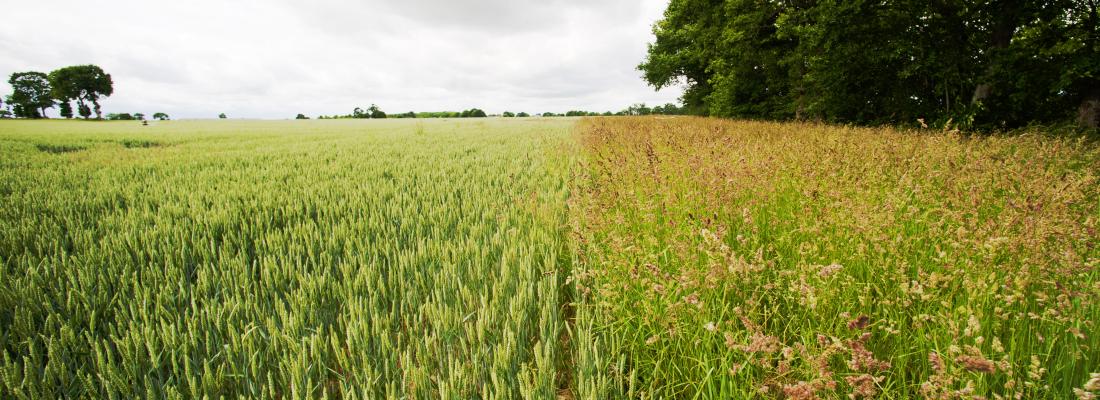 « Une agriculture européenne sans pesticides chimiques en 2050 ? » : résultats d’une étude prospective inédite de l'INRAE
