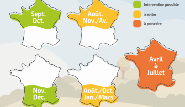 Périodes de taille et d’élagage en fonction de la situation géographique  (France métropolitaine).