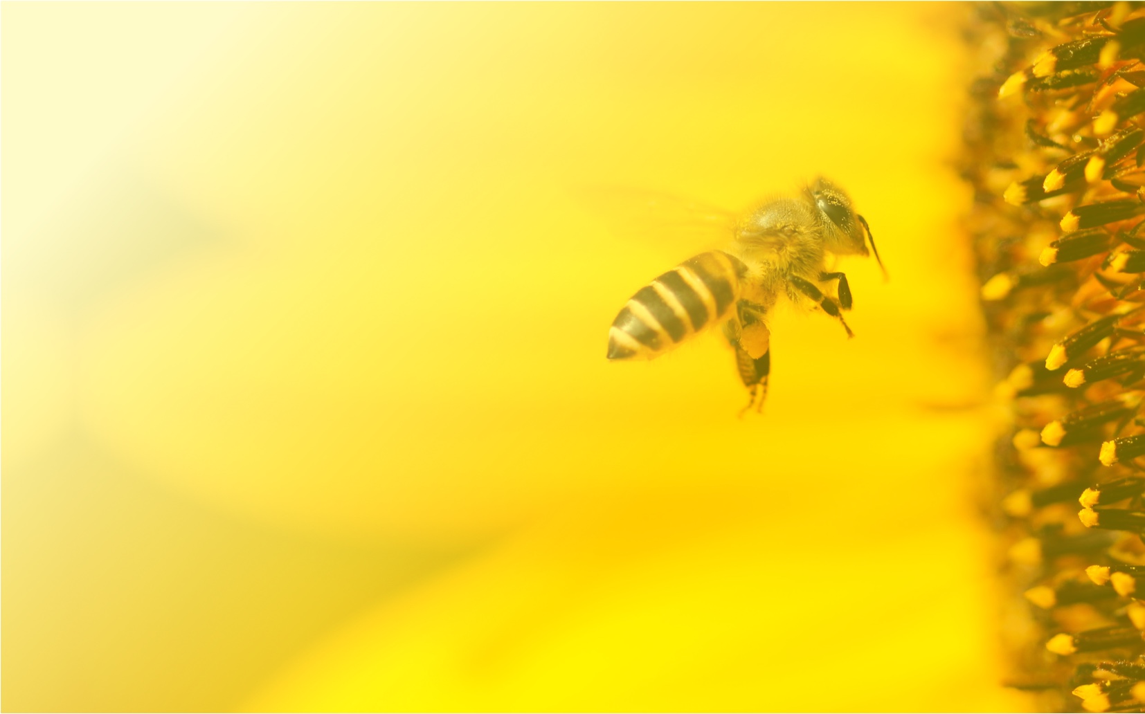 Sauvons les abeilles et les agriculteurs ! Une Initiative Citoyenne Européenne contre les pesticides !