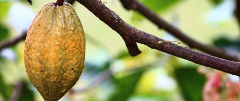 Stopper la déforestation dans la filière cacao nécessite un partage plus équitable de la valeur selon Commerce Équitable France