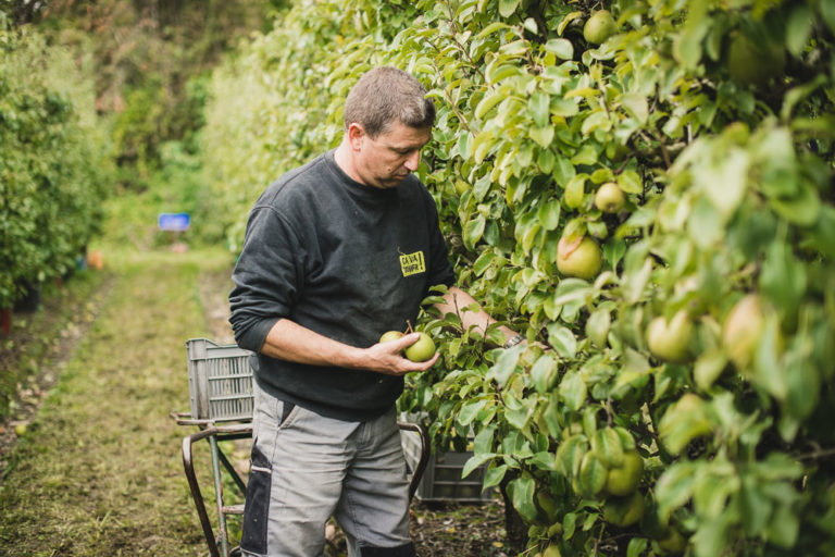 Impact du changement climatique sur la production de fruits : les résultats de l&rsquo;étude AXA Climate pour la FNPFruits