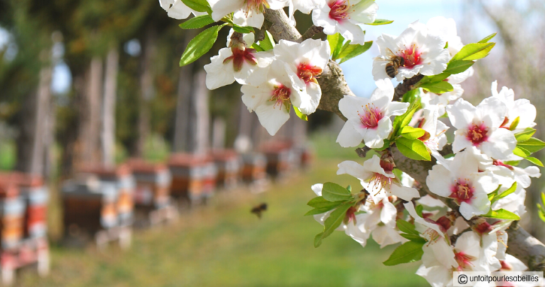 Quelques gestes simples pour aider les abeilles au printemps