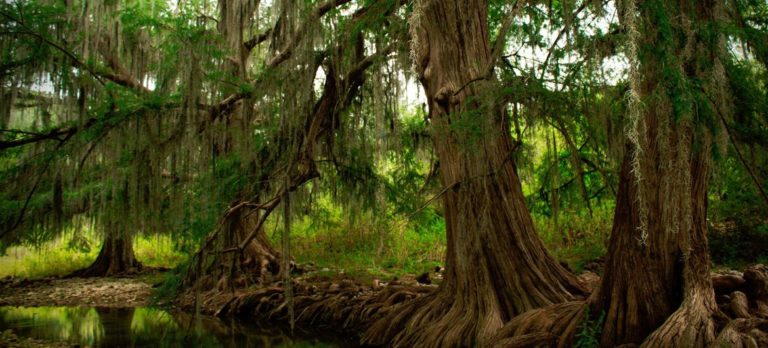 Forêts saines, planète saine, êtres humains en bonne santé