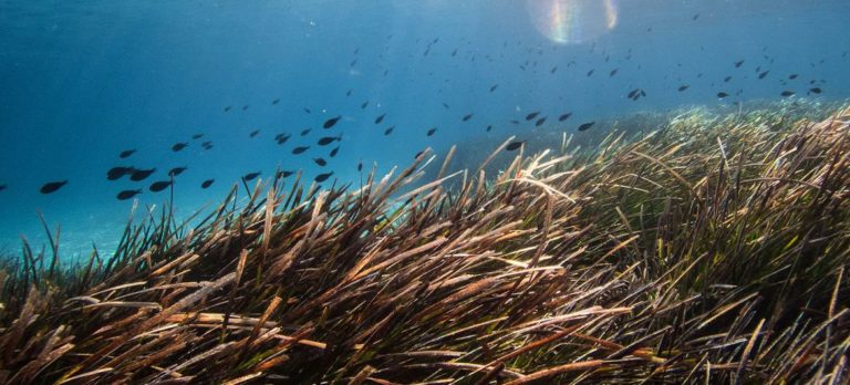 Les prairies sous-marines stimulent la biodiversité et stockent le carbone