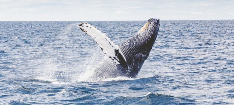 Conclusion d’un accord historique à l’ONU sur la protection de la biodiversité marine en haute mer