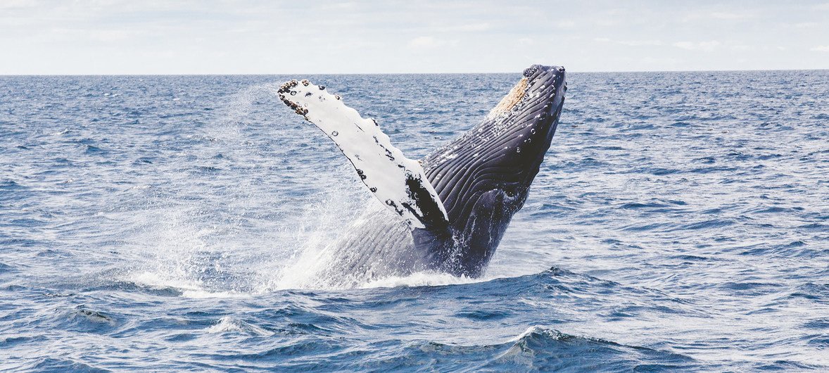 Les biologistes marins ont découvert que les baleines captent des tonnes de carbone de l'atmosphère.