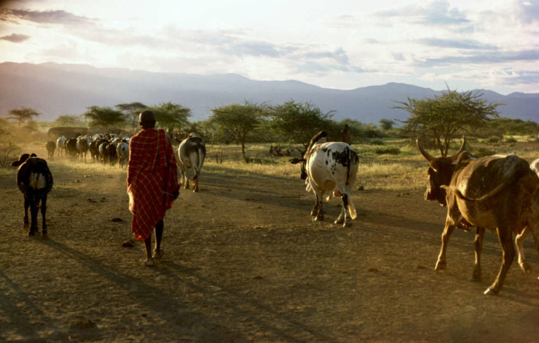 Des failles majeures dans un programme de crédits carbone sur des terres autochtones au Kenya selon un nouveau rapport de Survival International