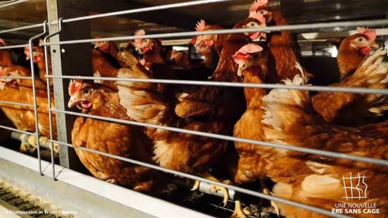 En France 2 animaux d&rsquo;élevage sur 3 vivent en cage ! Une situation que dénonce l&rsquo;ONG CIWF