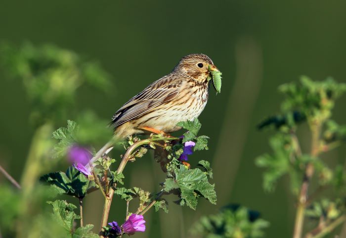 Bruant proyer (Emberiza calandra), aussi appelé proyer d'Europe.