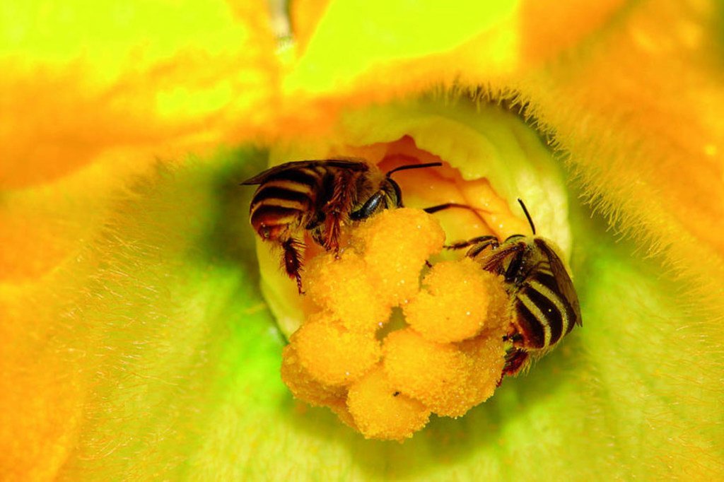 Soyons reconnaissants envers nos pollinisateurs