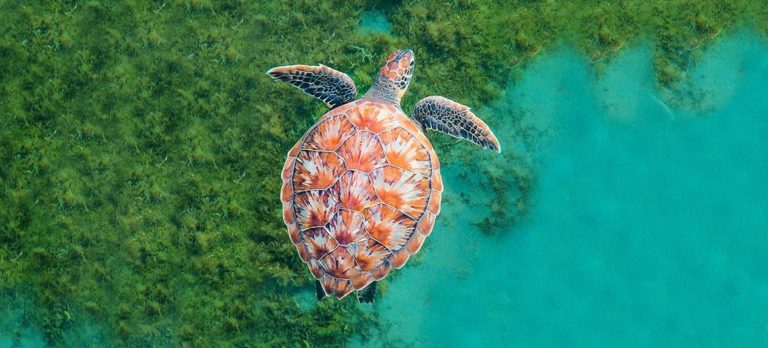 Il est urgent d’adopter un « Pacte Bleu » pour protéger nos océans
