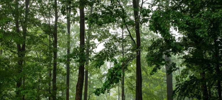 Le Forum des Nations Unies sur les forêts
