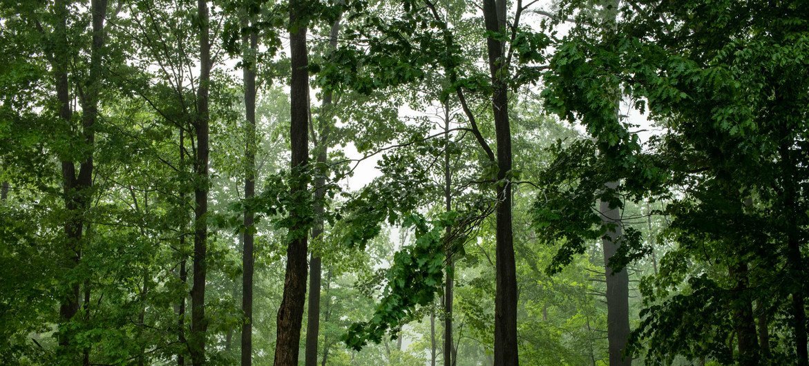 Le calme s'installe à la suite d'une tempête de pluie dans une forêt de l'État de New York.