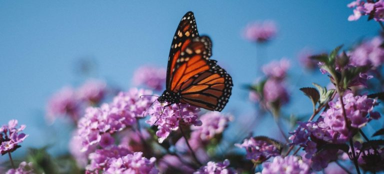 Nous devons « cesser la guerre que nous livrons à la nature » selon l&rsquo;ONU