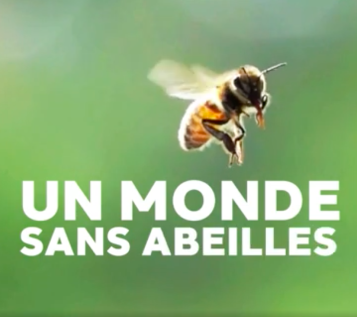 Des gestes simples pour sauver les abeilles cet été