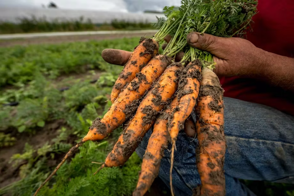 Récolte de carottes bio en 2018 à Perenchies (Hauts-de-France).
