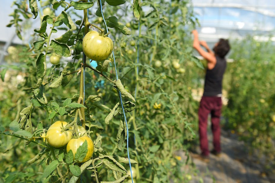Un agriculteur contrôle des légumes bio dans son exploitation « La Ferme de Cagnolle » le 13 septembre 2019 à Belves.