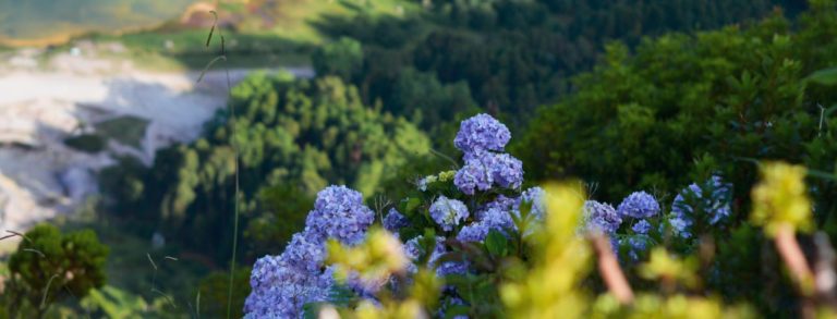 Une feuille de route mondiale pour les crédits biodiversité