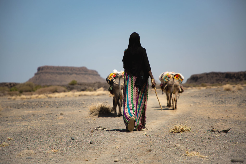 En Éthiopie, le changement climatique provoque des déplacements et une concurrence pour des ressources limitées.