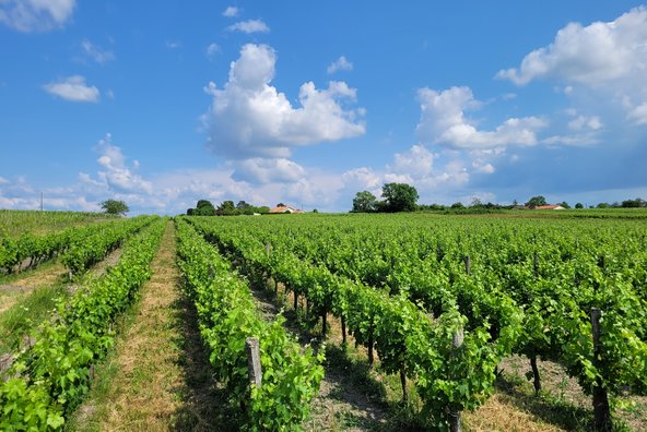 Vignes Bio à vendre en Gironde
