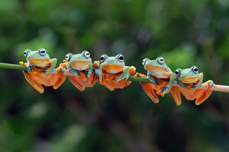 Biodiversité : les publications des grandes entreprises françaises sont-elles alignées avec les meilleures pratiques ?