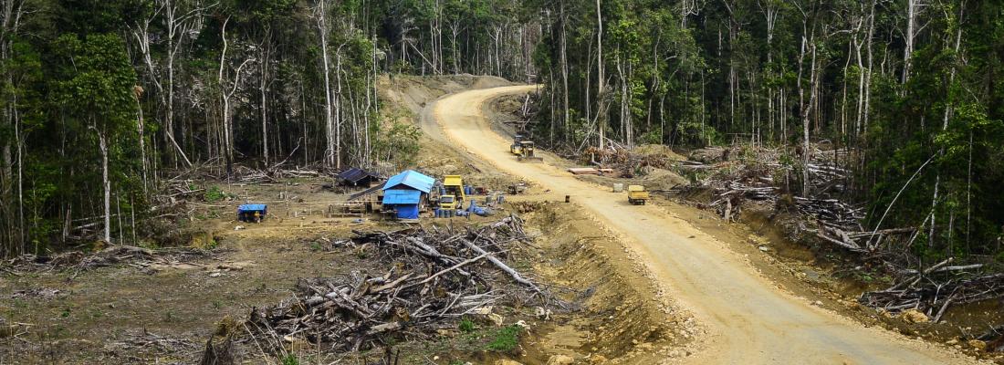 Analyse de 65 ans de travaux sur le lien entre forêt, déforestation et émergence de maladies infectieuses