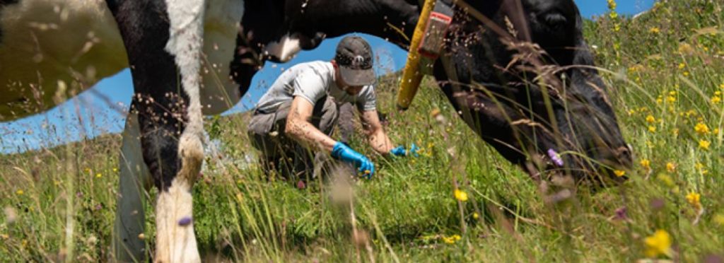 La signature aromatique et microbiologique des prairies naturelles