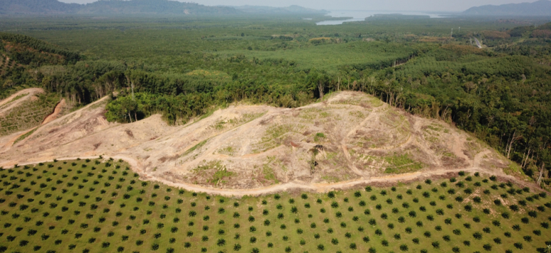 Géopolitique des forêts du monde : quelles stratégies de lutte contre la déforestation ?
