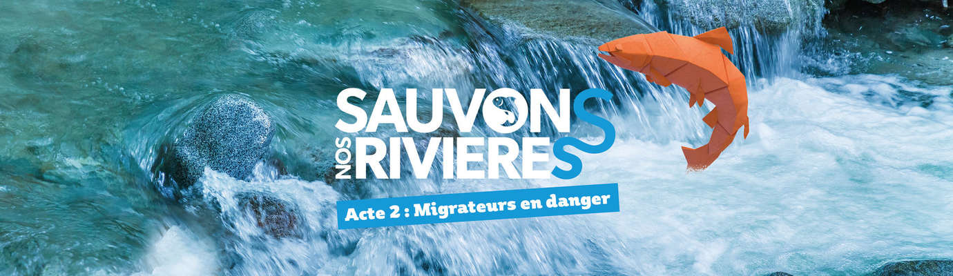 Sauvons nos rivières – Acte 2 – Migrateurs en danger