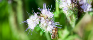 Outils et solutions pour La transition agroécologique