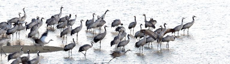 Comment inverser le déclin de la biodiversité en France d&rsquo;ici 2030 ?