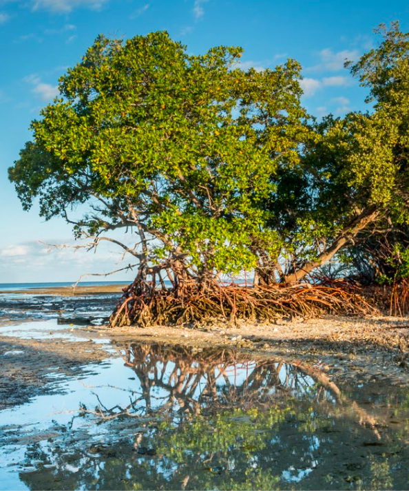 Les mangroves pour préserver les littoraux en Outre-mer