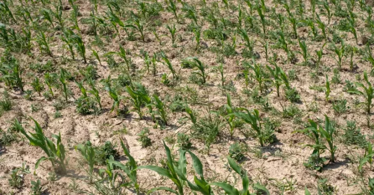 L’Économie Sociale et Solidaire (ESS), un potentiel inexploité face à la crise climatique, selon le Groupe SOS
