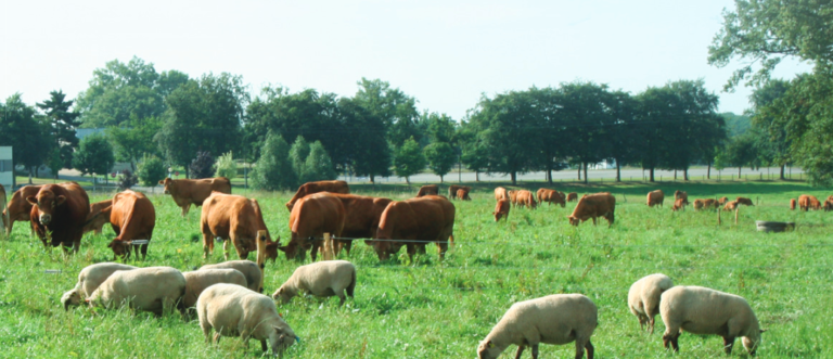Les prairies et parcours : des systèmes vivants pour la transition agroécologique  