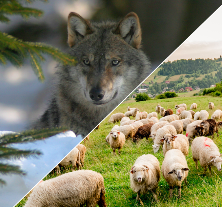 Un nouveau cadre national pour la coexistence du loup et des activités d&rsquo;élevage