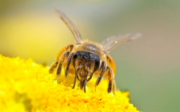 10 victoires de POLLINIS en 2023 pour empêcher l&rsquo;extinction des pollinisateurs !