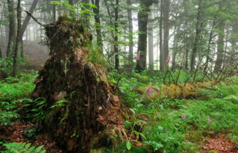 La biodiversité protège les forêts des effets du changement climatique