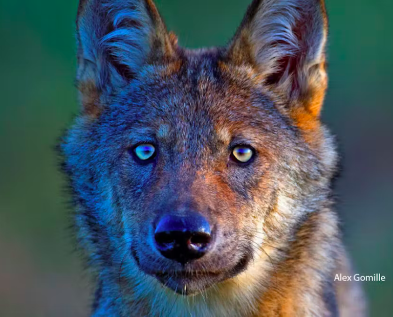 Peur du loup en France : comment démêler le vrai du fantasme ?