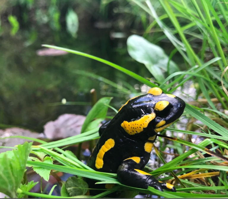 Est-il vraiment plus intéressant d’utiliser la biodiversité que de la préserver ?