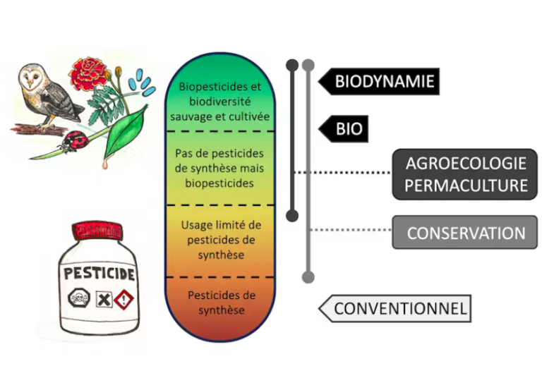 Les 7 modèles d&rsquo;agriculture durable : agroécologie, biodynamie, climato-intelligence, permaculture …