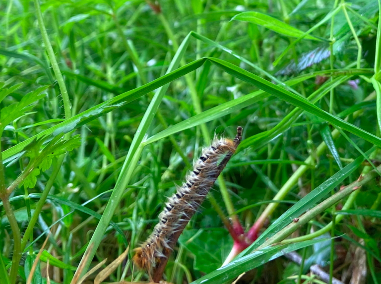 Au mois de mai, ranger les tondeuses à gazon pour aider la vie sauvage !