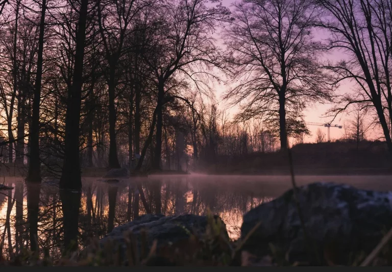 La gestion des forêts françaises au cœur du combat pour le climat