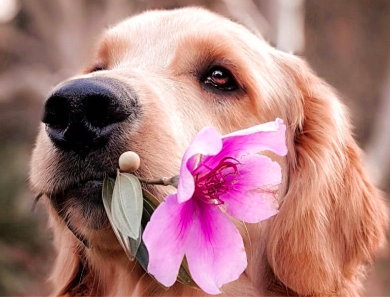 Réussir l&rsquo;éducation canine de son chien et le promener sans laisse !