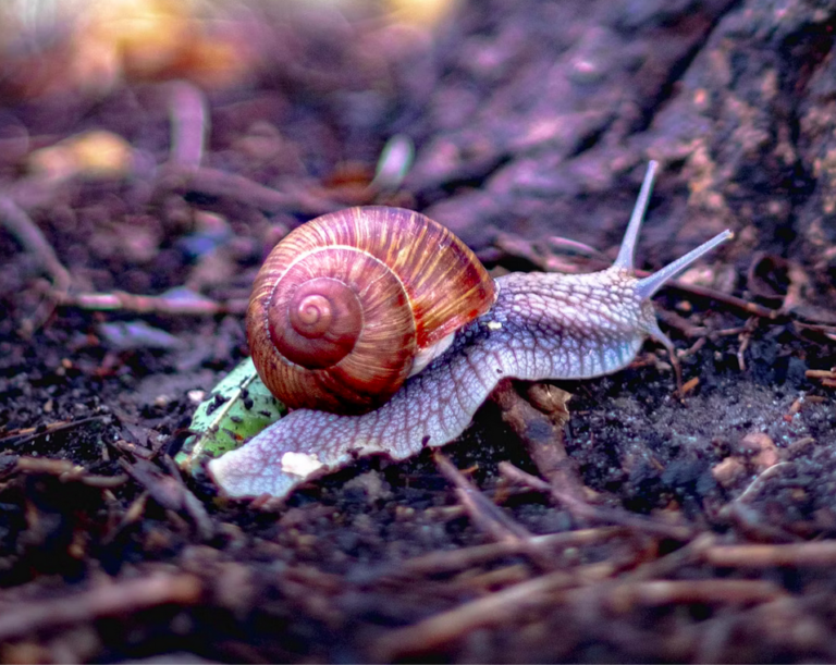 S&rsquo;inspirer de la sagesse de l’escargot pour ralentir et respecter les limites de la planète !