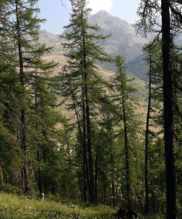 Comment adapter nos forêts au changement climatique ?