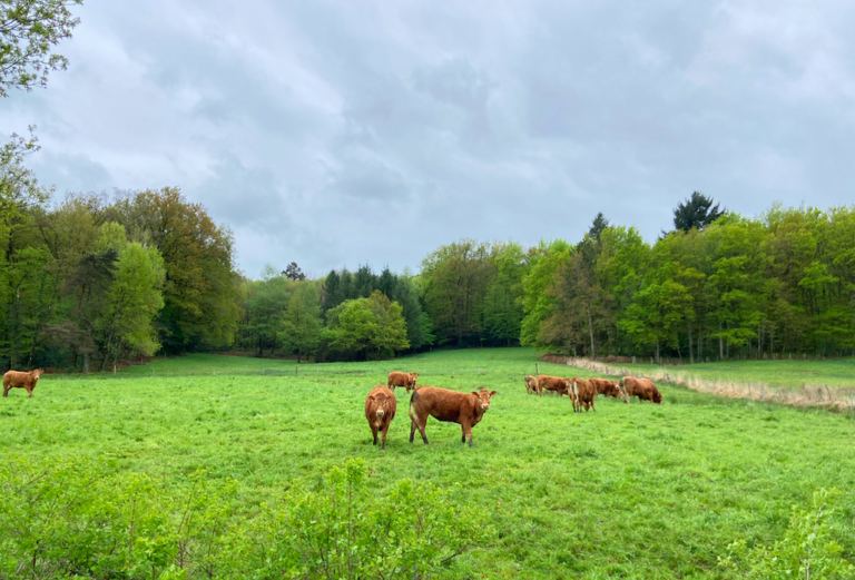 Pourquoi arracher les haies malgré les bénéfices environnementaux et sociaux de leur maintien ?
