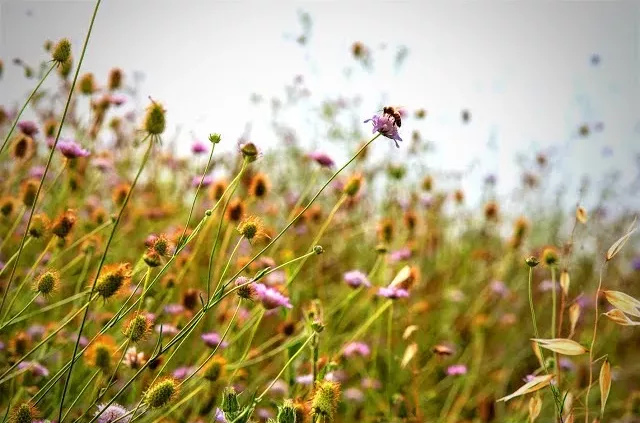 Les abeilles au cœur des transitions : à la fois pollinisateurs essentiels à notre alimentation et symbole de biodiversité