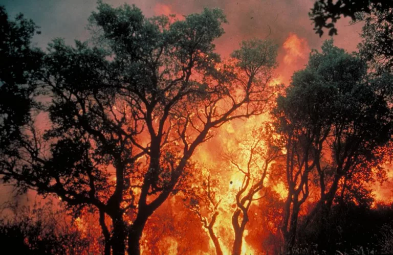 Le dérèglement climatique attise les risques d&rsquo;incendies et méga-feux de forêts