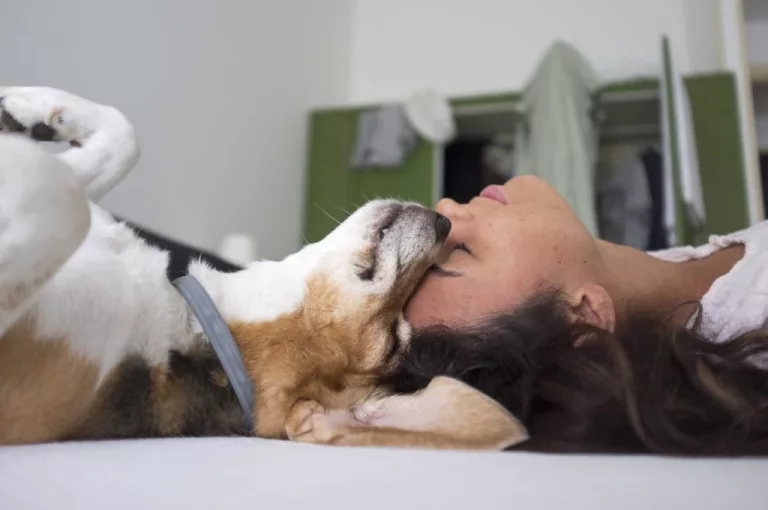 Éducation canine : dresser et punir ou récompenser et respecter ?