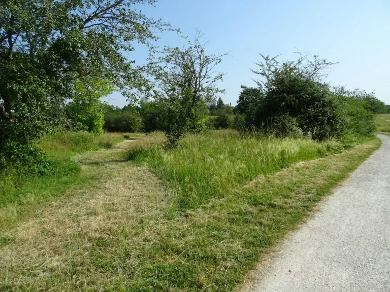 Ensauvager les villes pour réconcilier nature et société